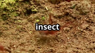 🐜💥 The Bullet Ant Sting – Nature’s Most Painful Bite! 😱🔥