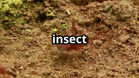 🐜💥 The Bullet Ant Sting – Nature’s Most Painful Bite! 😱🔥