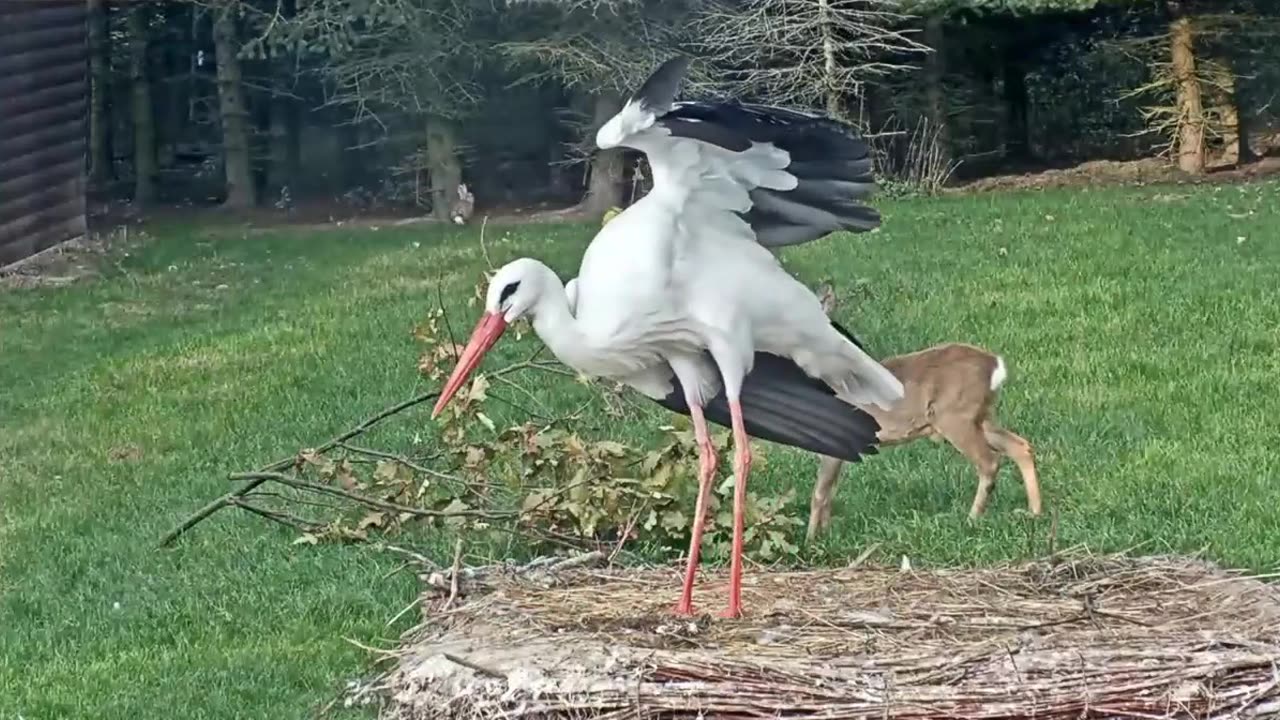 Honzík angered Johanka and threw her off the nest