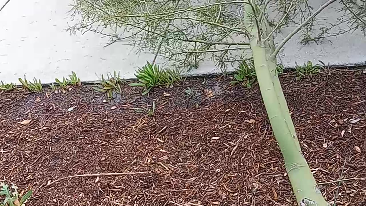 MORENO VALLEY TREE FELL