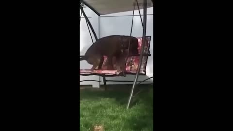 🤣Funny Animals Videos 13🤣