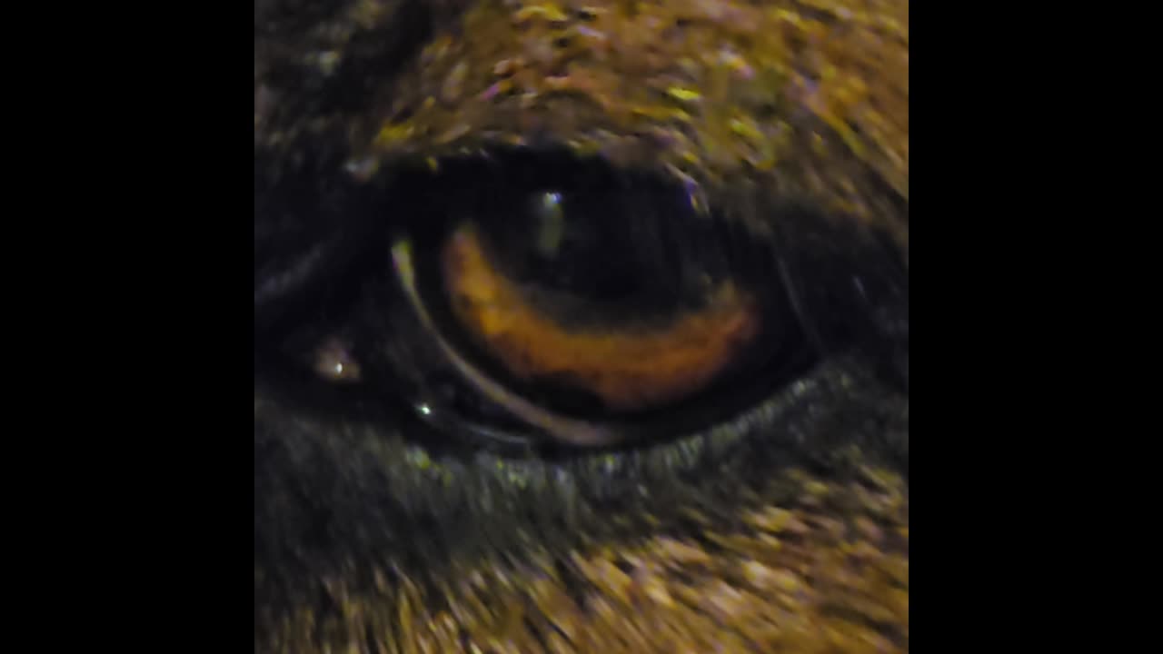 Virgil german shepherd.