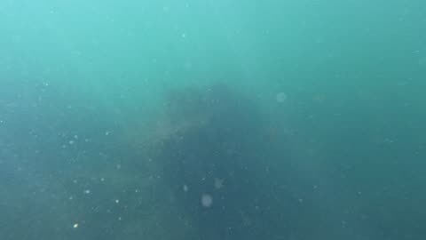 Many Fish Underwater #4K Views and Sounds Mission Bay 4 #share #fish #underwater San Diego