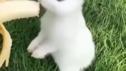 Funny and Cute Animal Videos Super Cute Animals Compilation