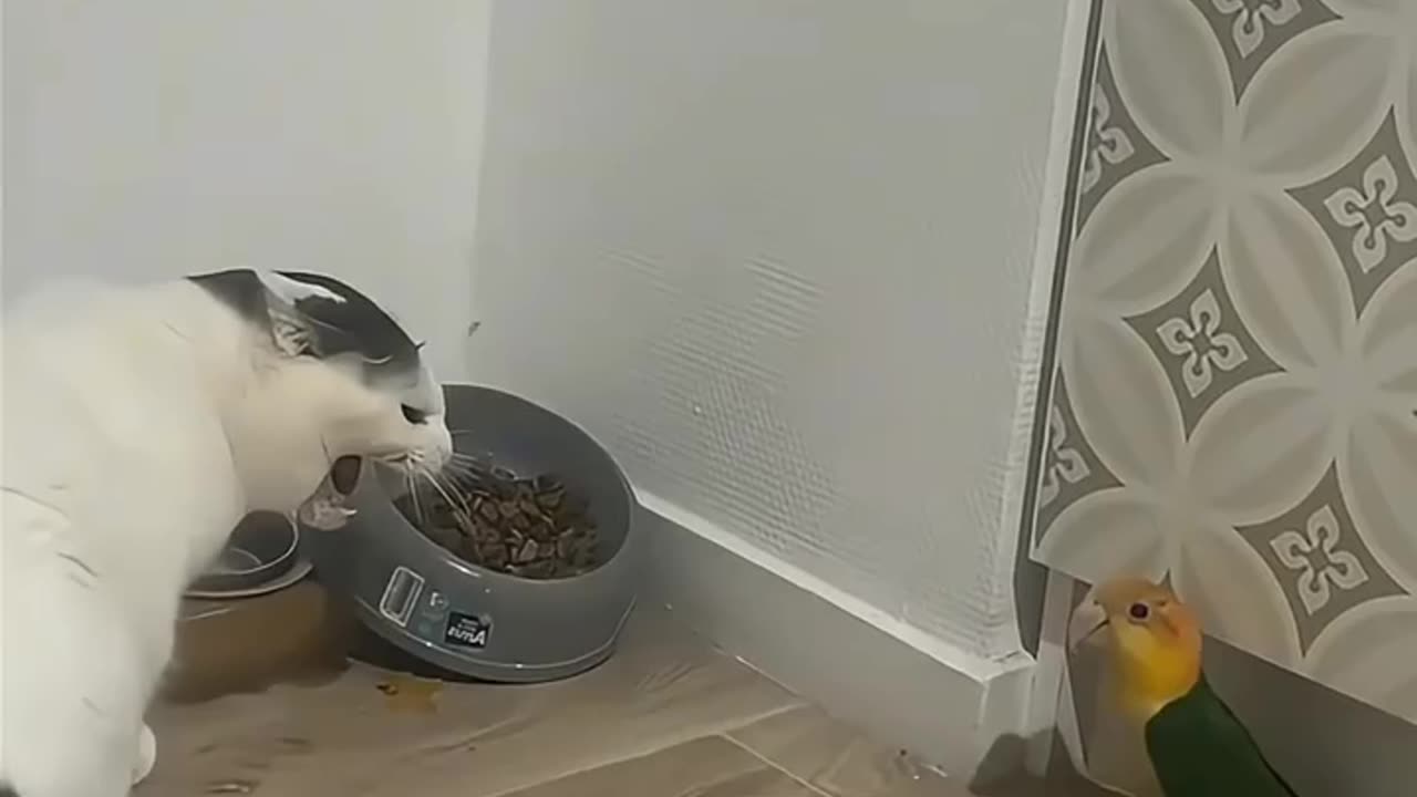 Parrots Annoying Cats Compilation 😂🐦🐱 | Who’s the Real Boss?