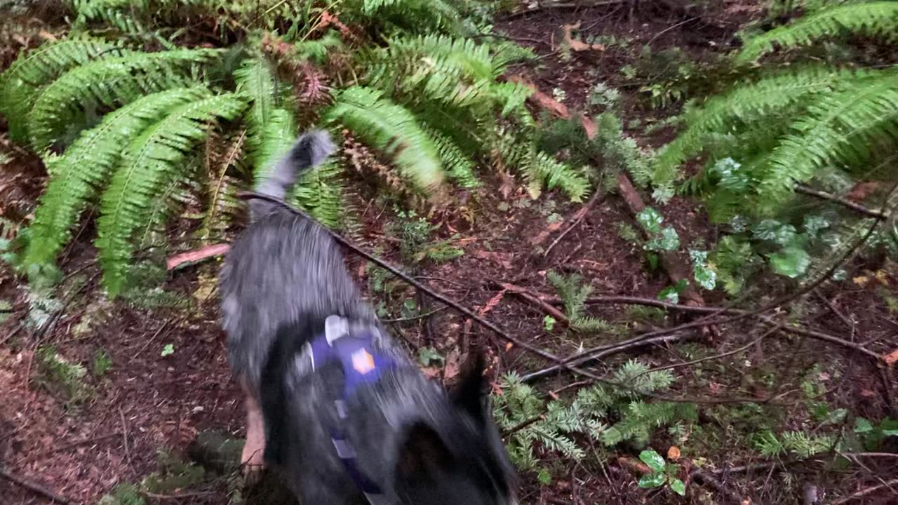 trail patrol 2983209183021983