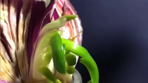 How to Grow Green Onions from Kitchen Scraps