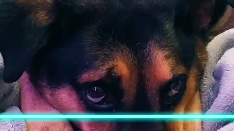 #Funny#animals
