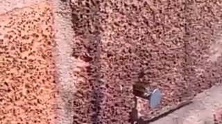 Bee Removes Nail