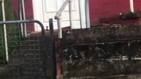Catcore