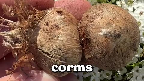 Thinking of growing your own saffron?