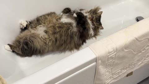 Don't Disturb Loki Sleeping in the Tub