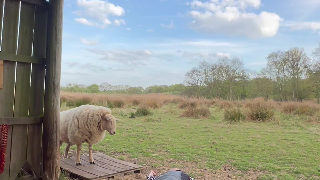 Sheep Daps Owner After Fake Rescue