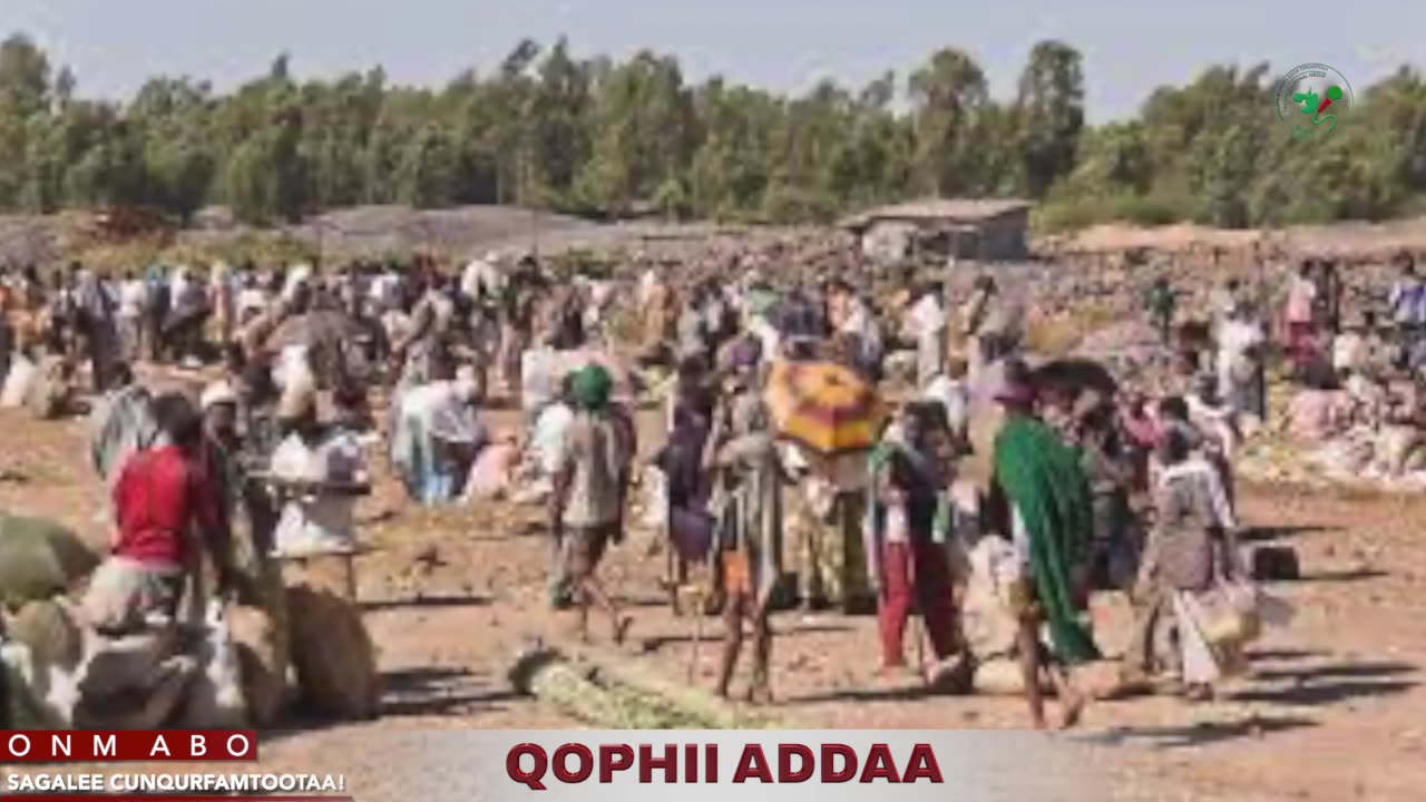 Qophii Addaa ONM-ABO Bitootessa 31-2025 itti dhiyaadhaa!