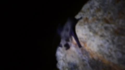 Last of the bat near pond, decided to stop filming and light blinding the poor thing at this point