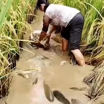 Integrated Rice - Fish Farming #shorts