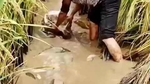 Integrated Rice - Fish Farming #shorts