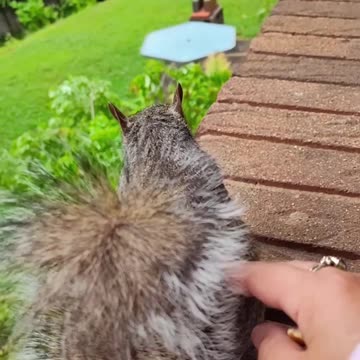 Squirrel eating unsalted nuts /Mika The Squirrel