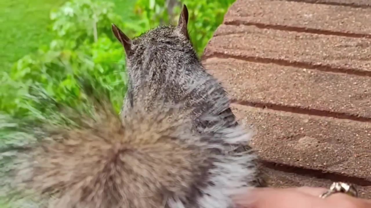 Squirrel eating unsalted nuts /Mika The Squirrel