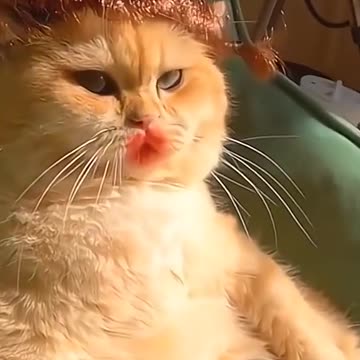 Funny Animals 🤪😂