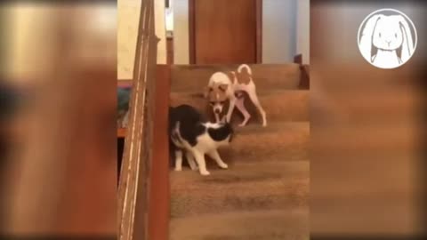 Zoomies are a pressure release valve for pent-up emotional energy.