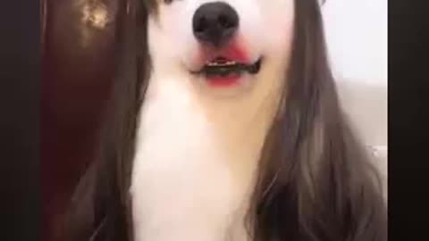 Dog with hair