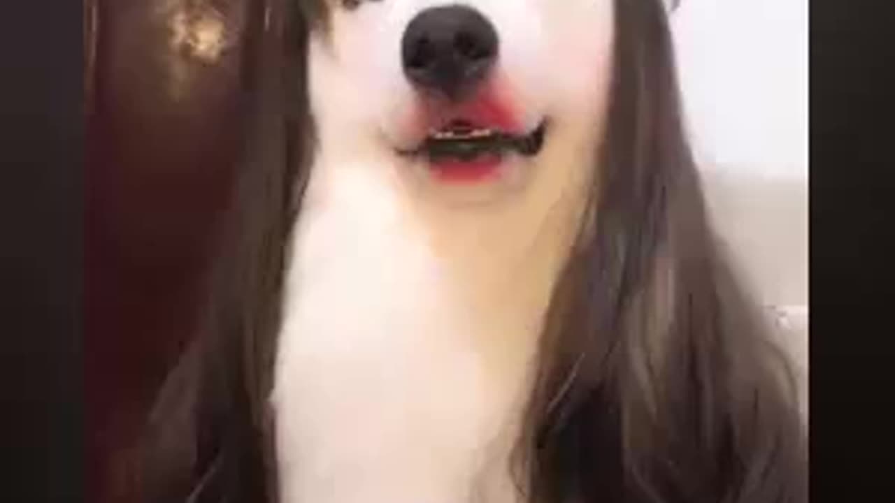 Dog with hair