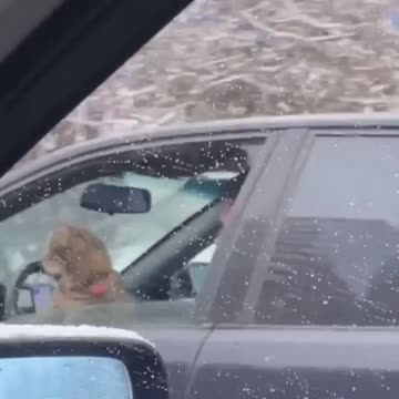 If there is no navigator, a cat comes to the rescue.