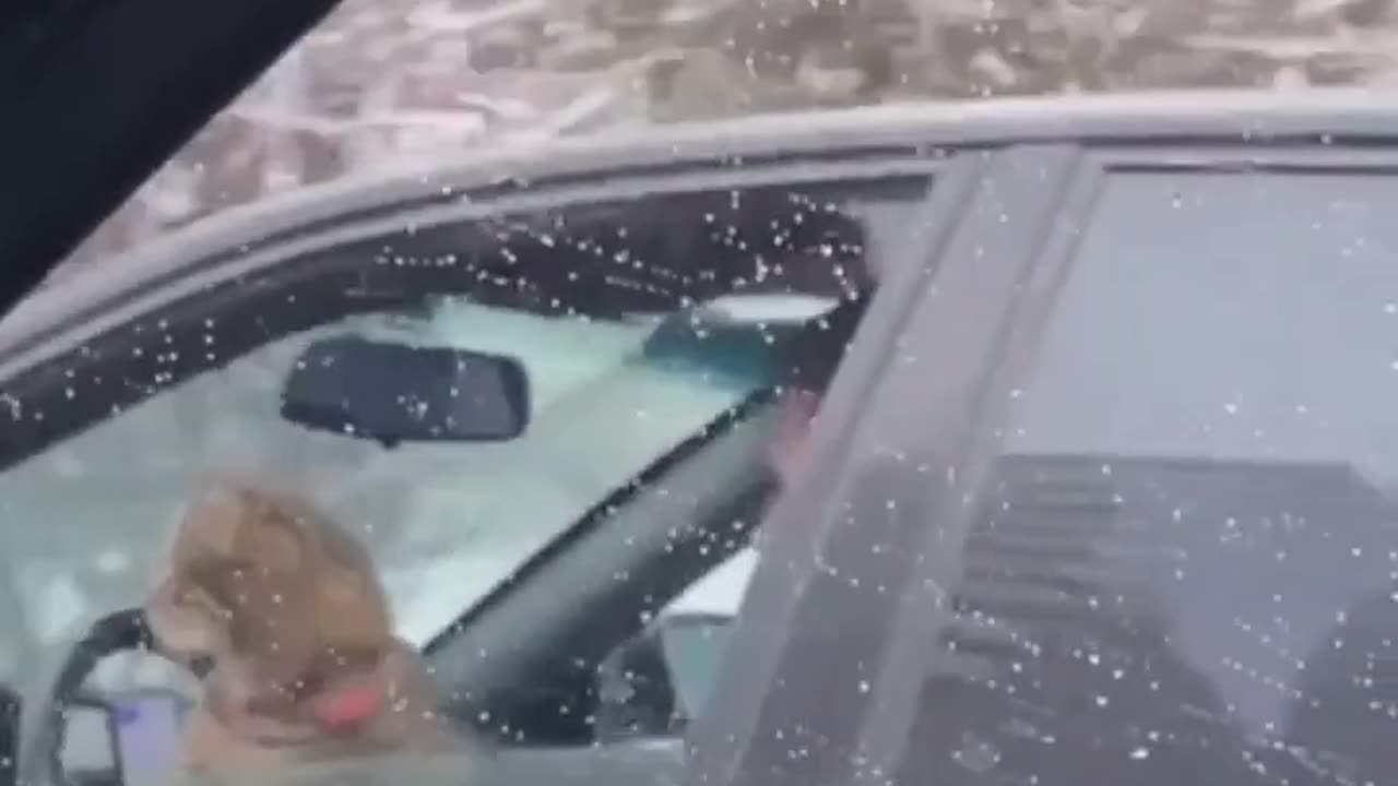 If there is no navigator, a cat comes to the rescue.