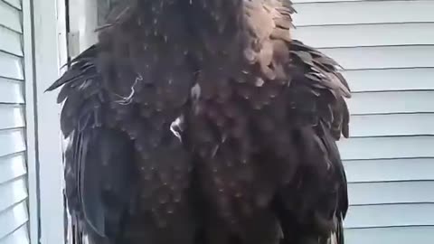 Kind people rescued a drowning eagle then returned it to the wild 🦅 💛