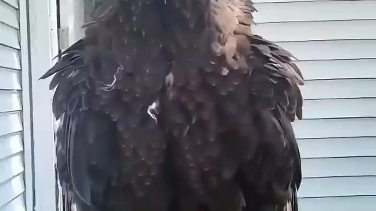 Kind people rescued a drowning eagle then returned it to the wild 🦅 💛
