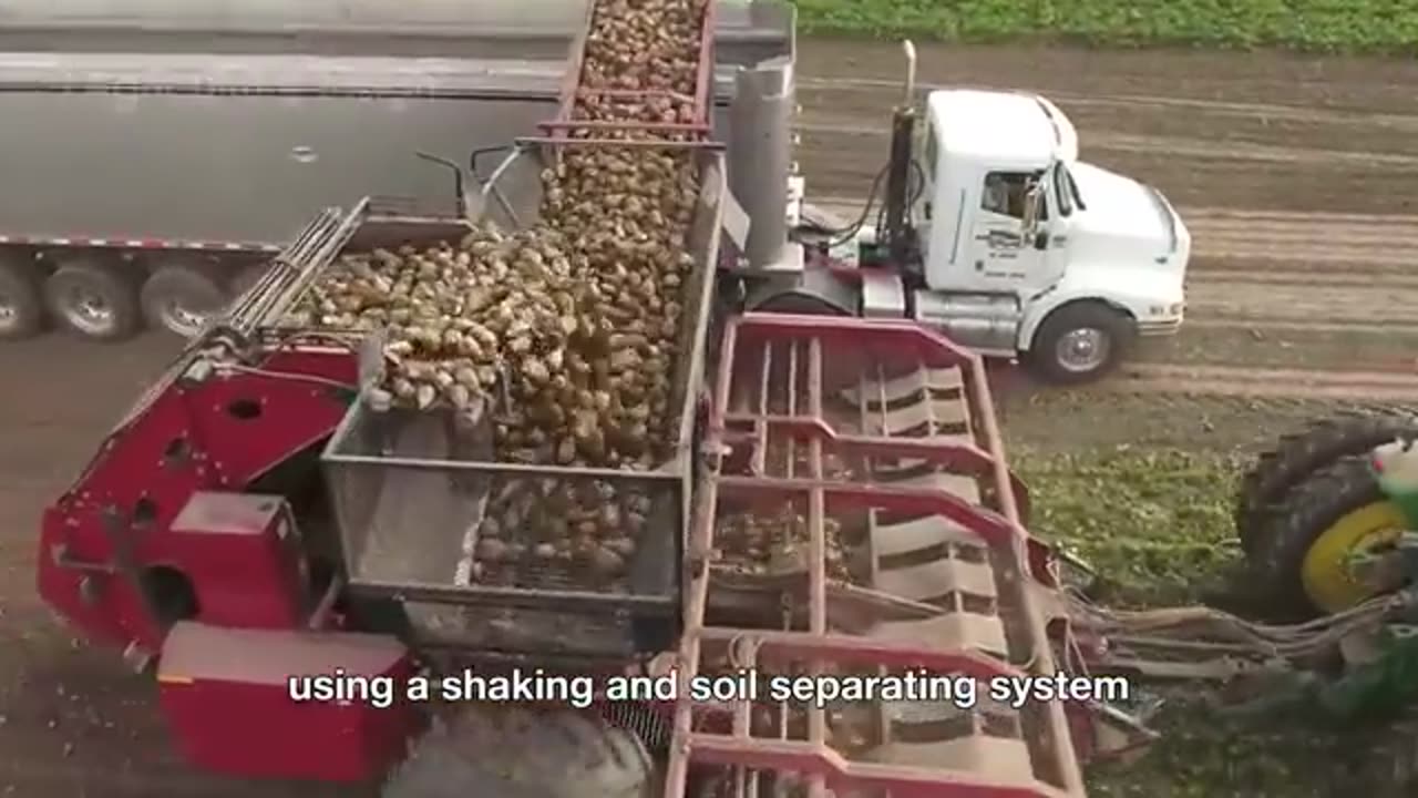 How Billion Tons of Coconuts Are Processed – Amazing Coconut Farming for Water, Oil & Coir