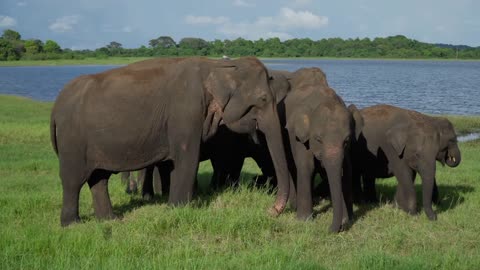 Elephants in sri lanka