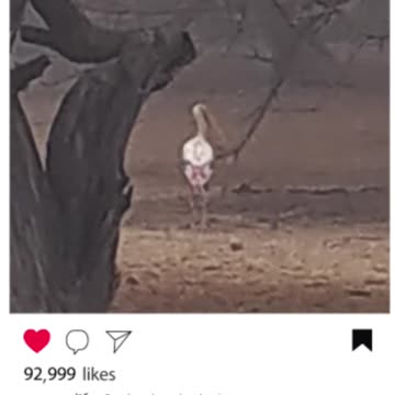 Join us in celebrating its beauty! #PaintedStork #BirdWatching #NatureLovers #Wildlife