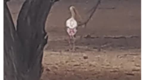 Join us in celebrating its beauty! #PaintedStork #BirdWatching #NatureLovers #Wildlife