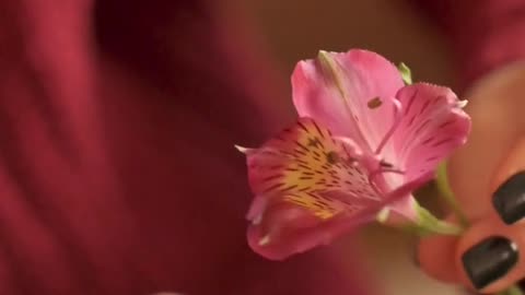 Woman, flowers, romantic
