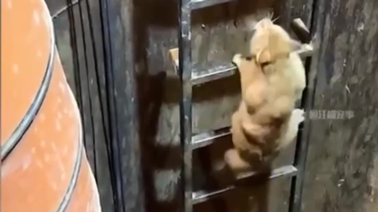 Funny cats!