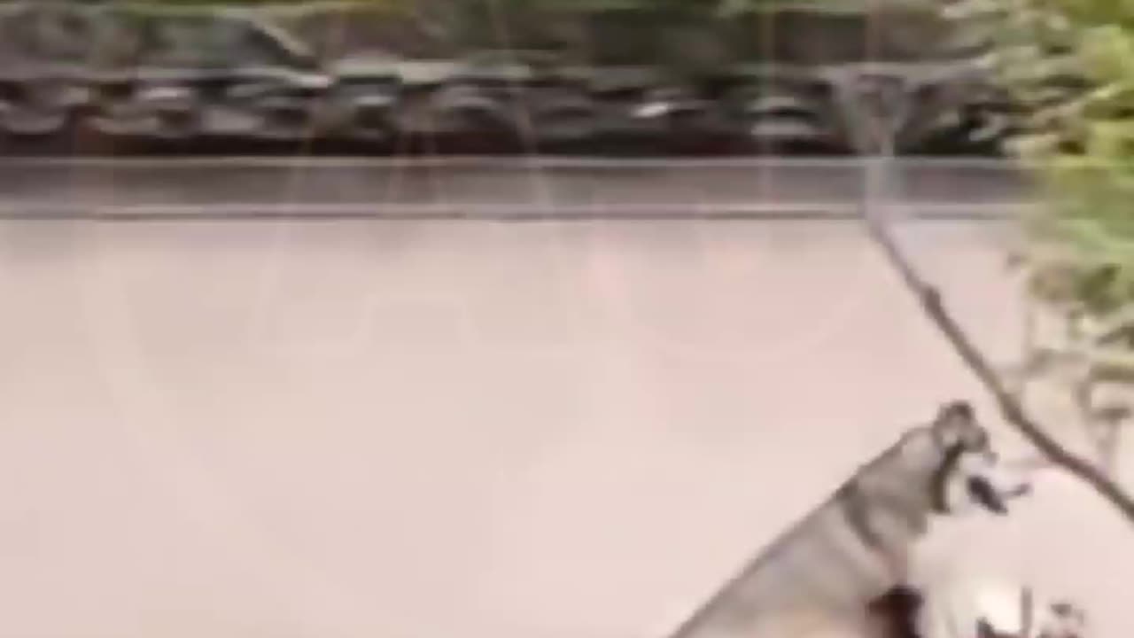 Funny video