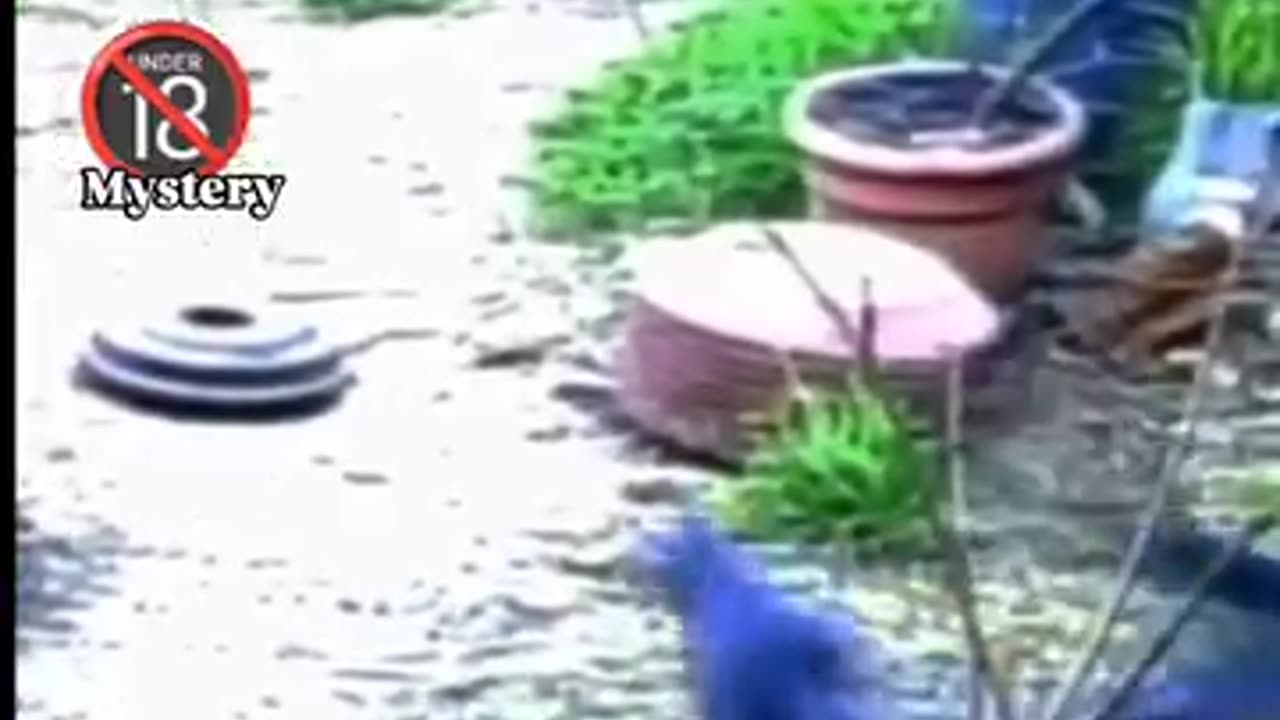 mystery things found in the garden