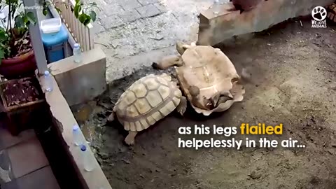 hero tortoise rushes to save struggling friend