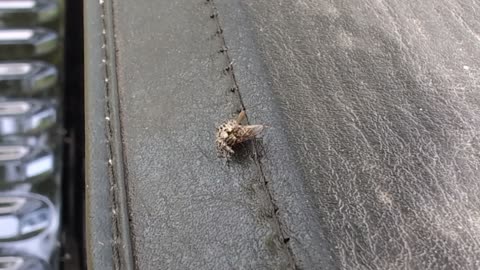 Cute Jumping Spider Captures a Fly