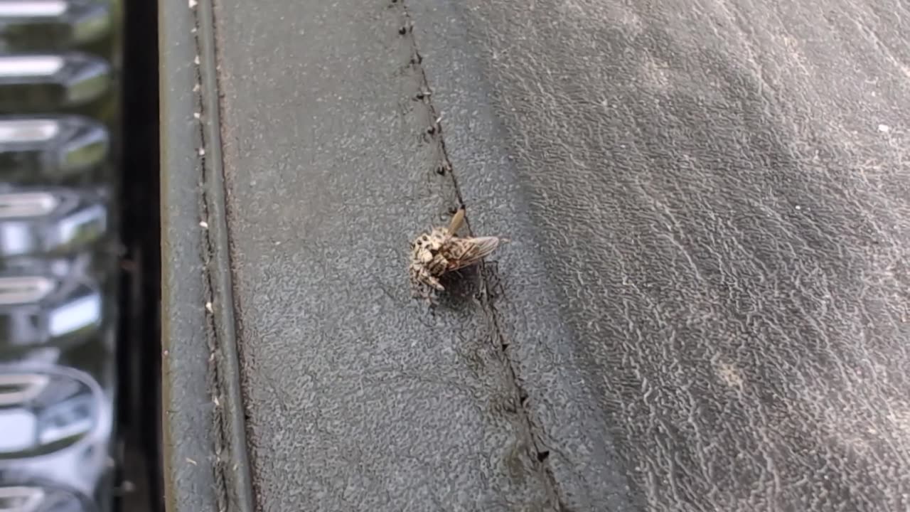 Cute Jumping Spider Captures a Fly