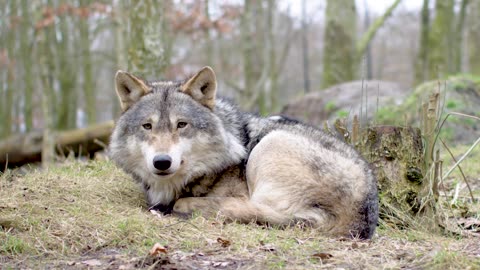 The Alpha Stare! Majestic Wolf Watching Closely in the Wild 🐺🌲