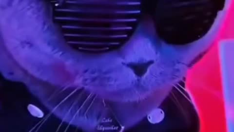 DJ Cat Drops The Beat! 🎧🐾 | Hilarious Feline DJ Session.