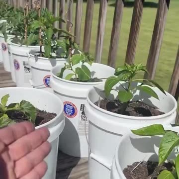 Man uses Copper Wire Abductors to assist his plants growth...