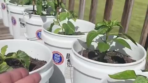 Man uses Copper Wire Abductors to assist his plants growth...