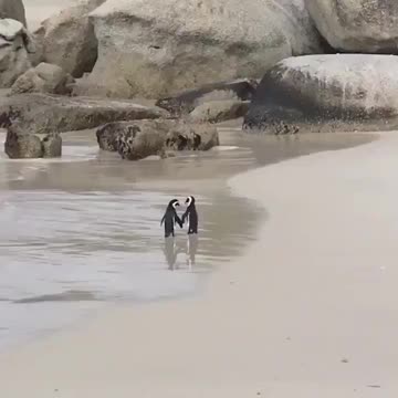 Timeline cleanse. A couple of penguins to brighten your day!