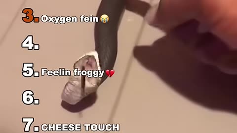 Funny Animal Videos
