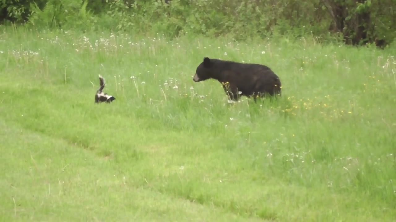 When animals attack each other