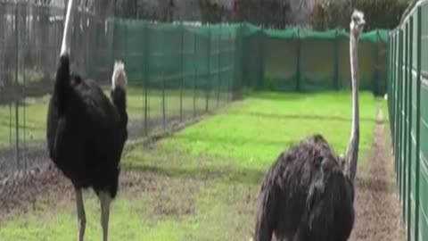 ostrich